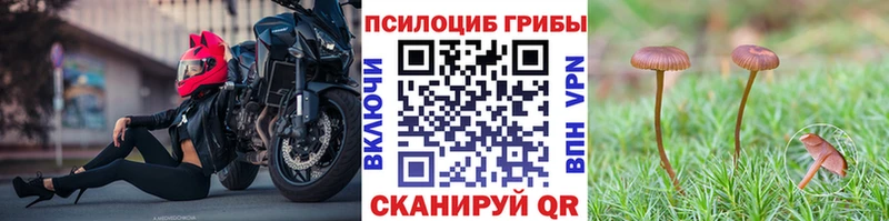 Купить где  Стародуб  Псилоцибиновые грибы Psilocybine cubensis 